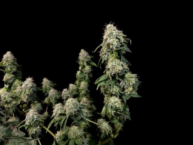 Skunk. Week 17