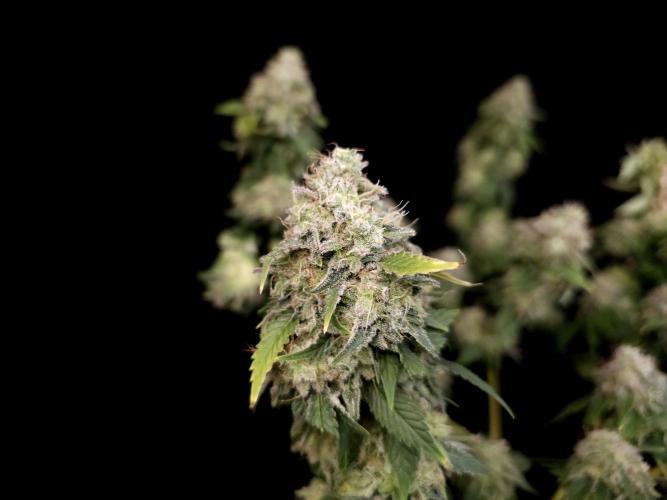 Skunk. Week 17