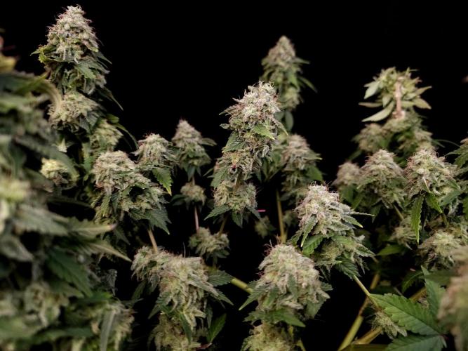 Skunk no.1. Week 17