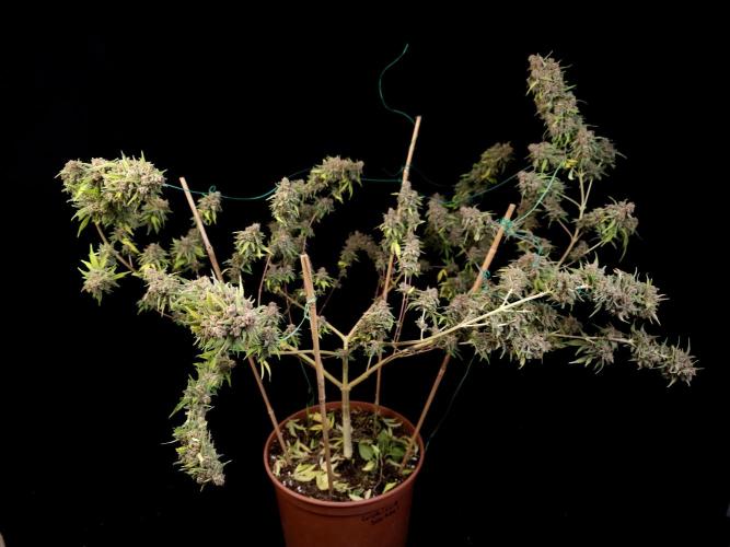 Zkittlez. Week 17