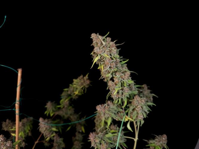 Zkittlez. Week 17