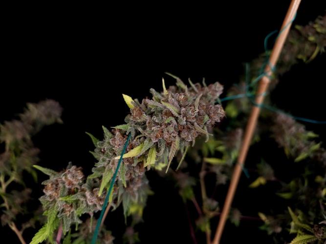 Zkittlez. Week 17
