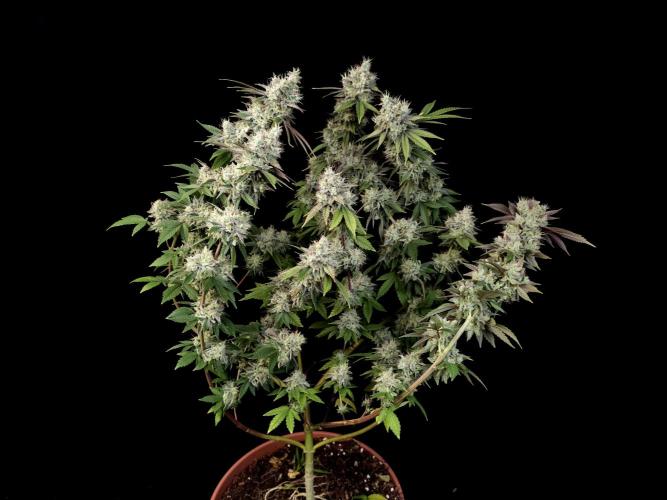 Girl Scoute Cookies. Week 17