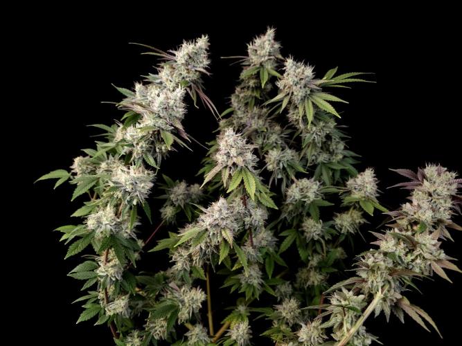 Girl Scoute Cookies. Week 17