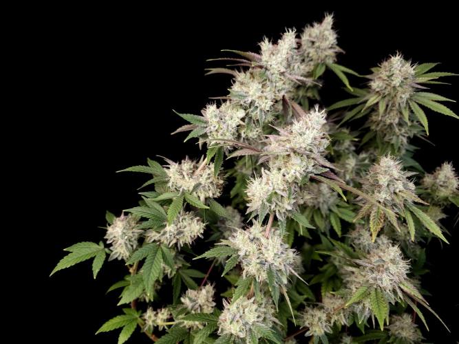 Girl Scoute Cookies. Week 17