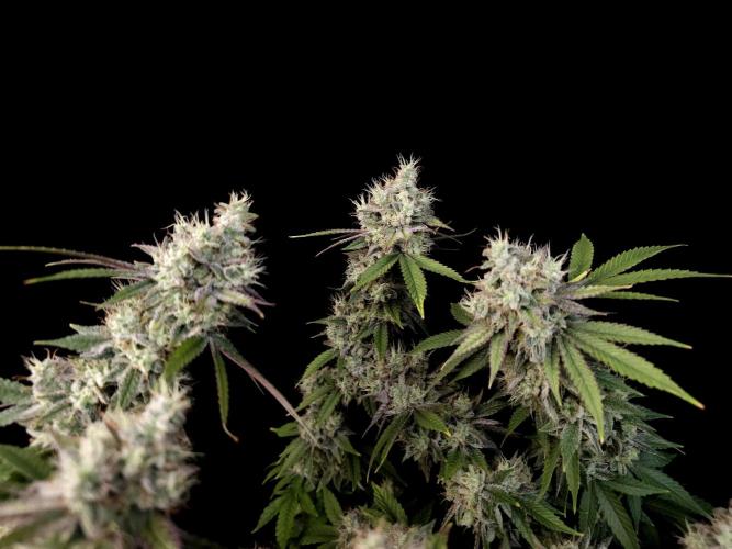 Girl Scoute Cookies. Week 17