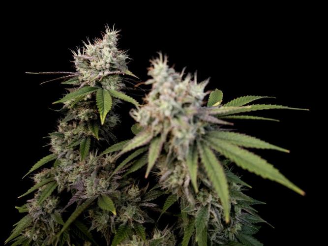 Girls Scout Cookies. Week 17