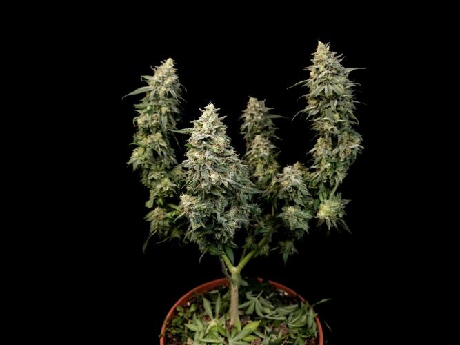 White Widow. Week 17