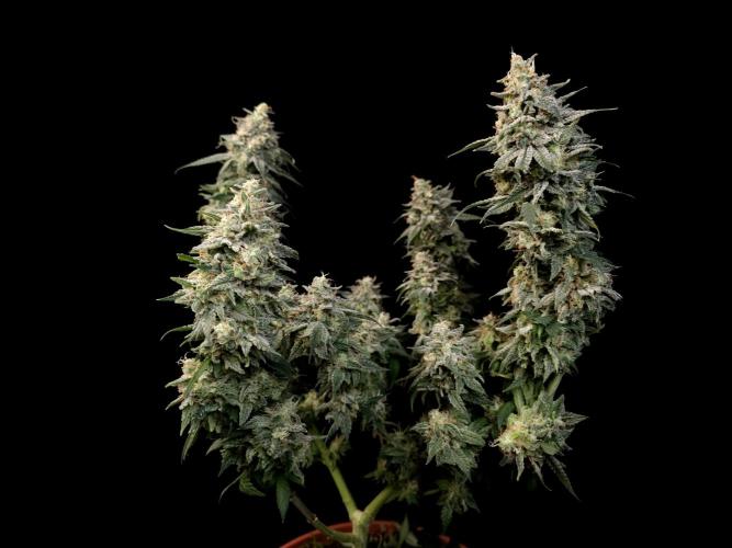 White Widow. Week 17