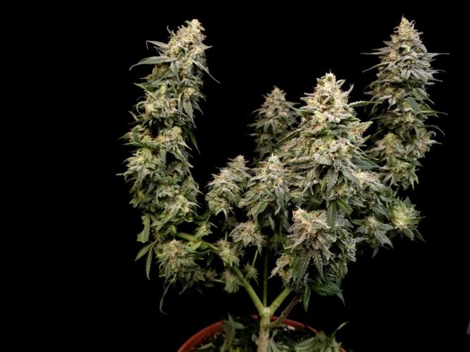 White Widow. Week 17