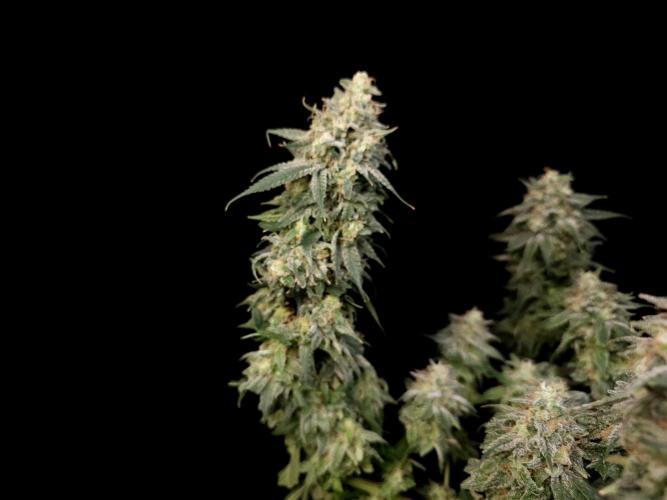 White Widow. Week 17