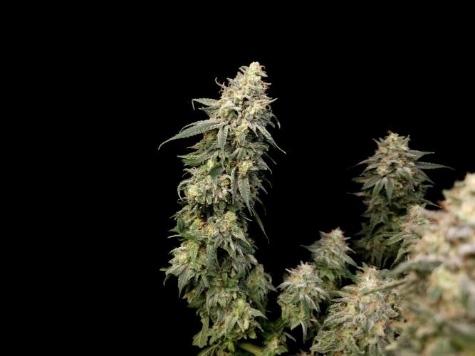 White Widow. Week 17
