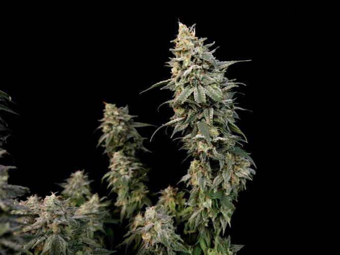 White Widow. Week 17