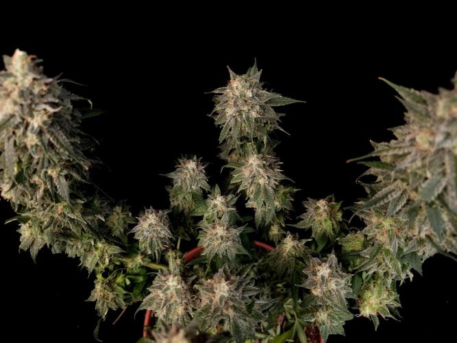 White Widow. Week 17
