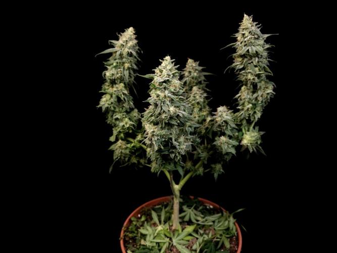 White Widow. Week 17