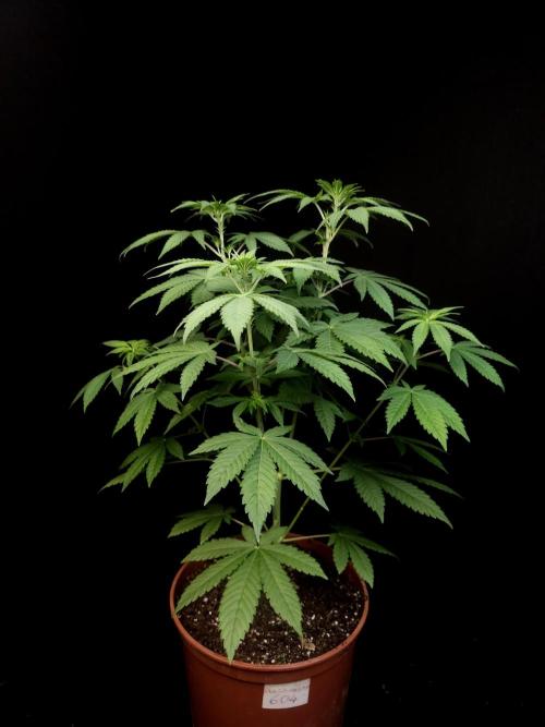 Test 604. Week 7