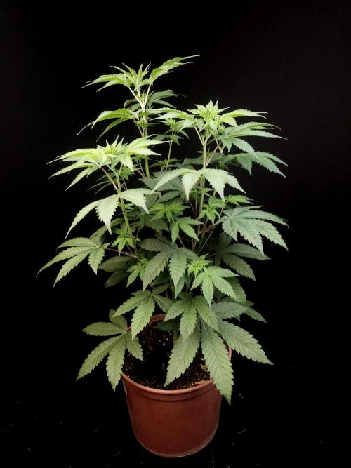 Test 605. Week 7