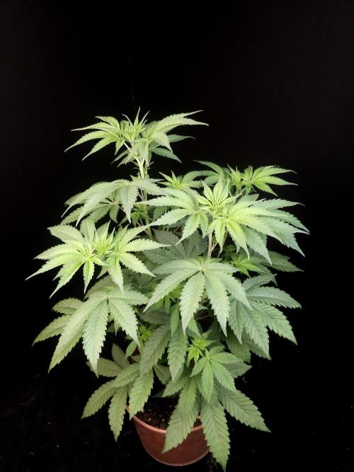 Test 605. Week 7