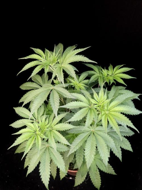 Test 605. Week 7