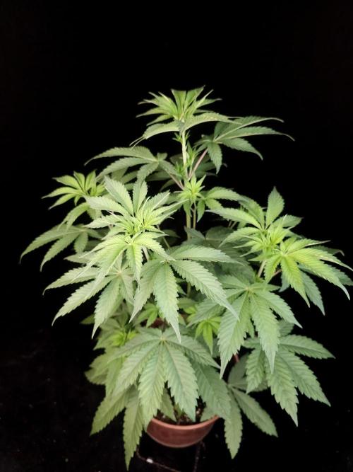 2-in-1 Grow Tent 150x120x200cm (5'x4'x6.5'). Week 7