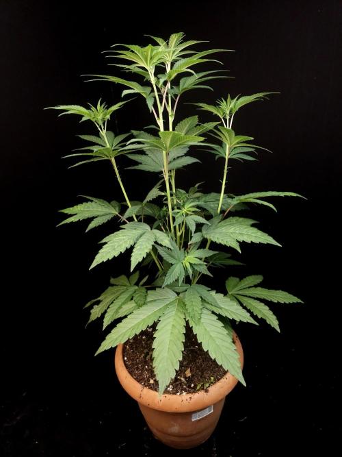 Test 10x51. Week 7