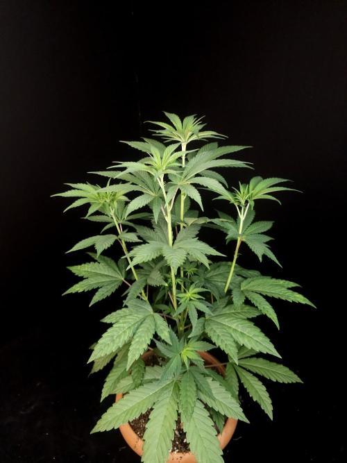 Test 10x51. Week 7