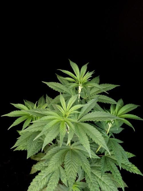 Test 10x51. Week 7