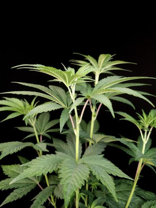 Test 10x51. Week 7