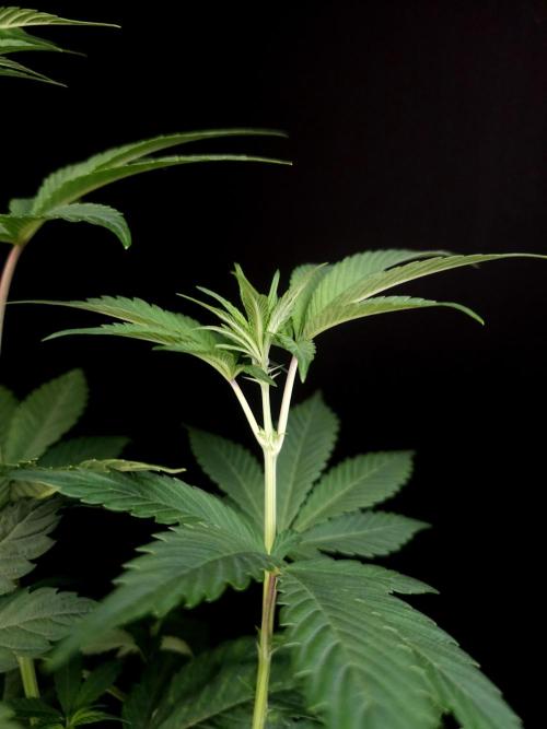 Test 10x51. Week 7