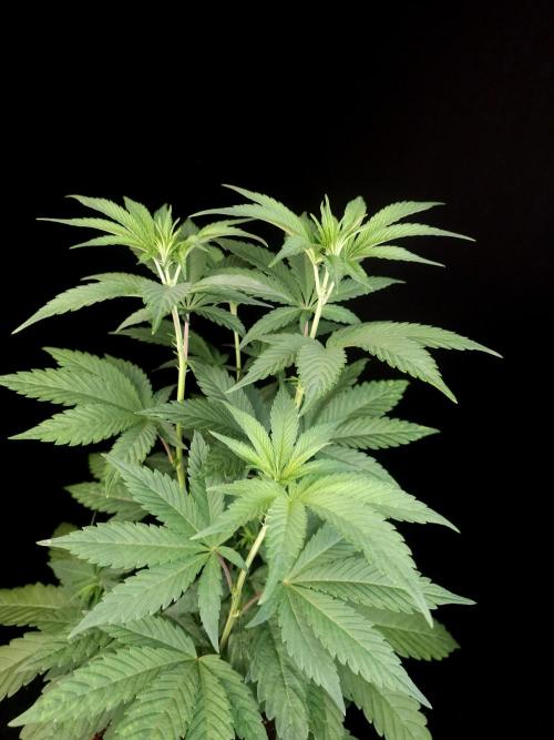 Test 10x51. Week 7
