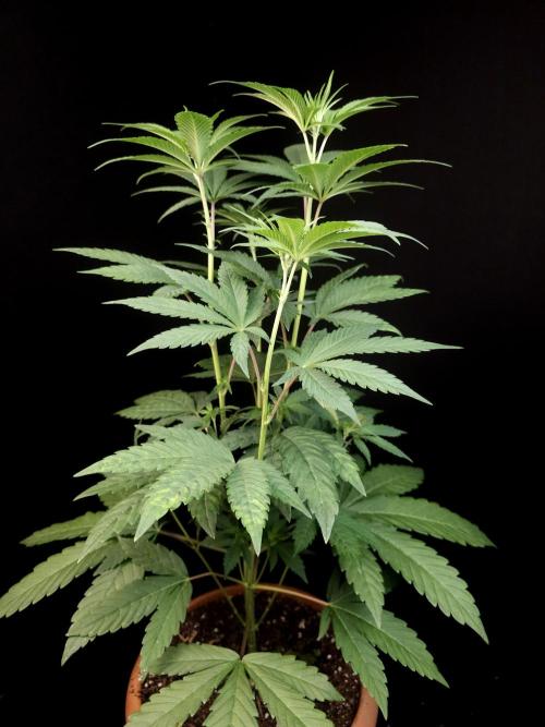 Test 10x51. Week 7