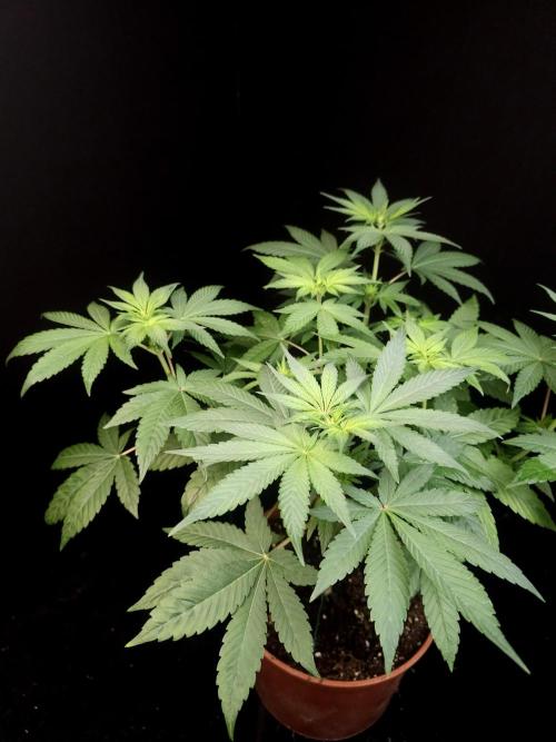 Test 92. Week 7
