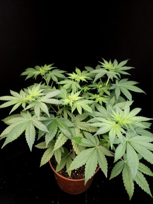 Test 92. Week 7