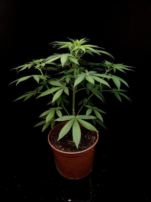 Test 93. Week 7