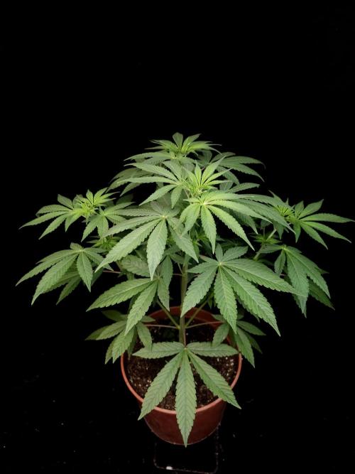 Test 93. Week 7