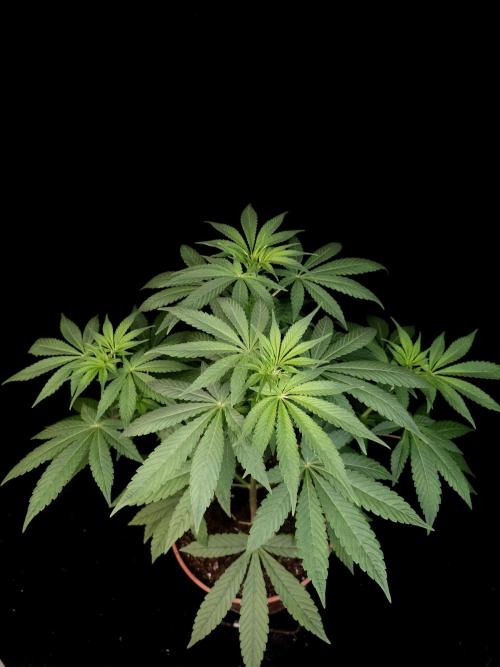 Test 93. Week 7