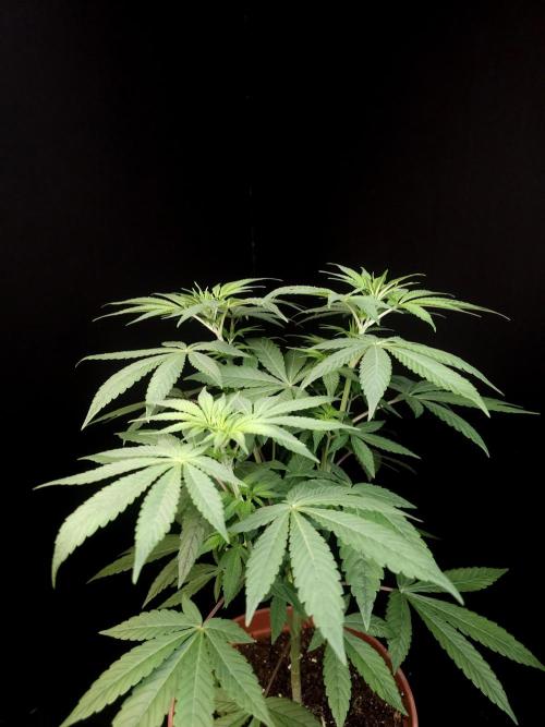 Test 93. Week 7