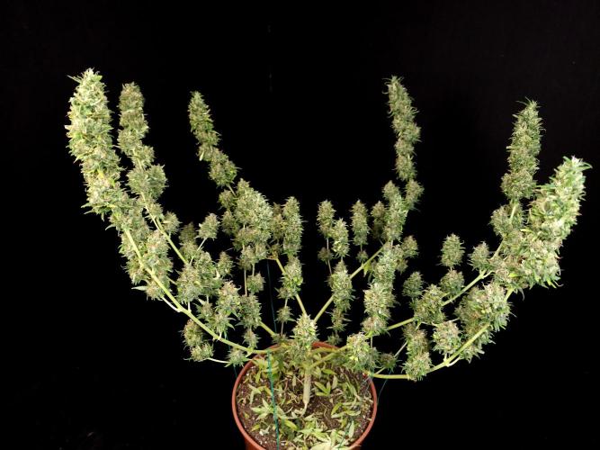 Power plant. Week 16