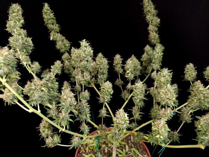 Power plant. Week 16