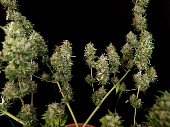 Power plant. Week 16