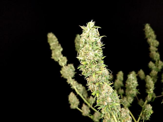 Power plant. Week 16