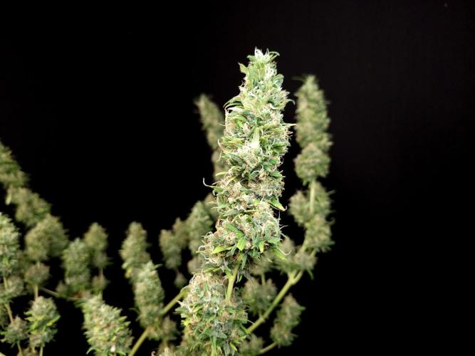 Power plant. Week 16