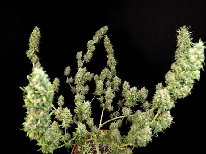 Power plant. Week 16