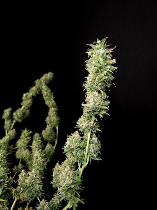 Power plant. Week 16