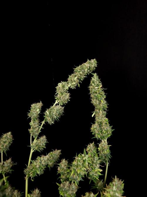 Power plant. Week 16