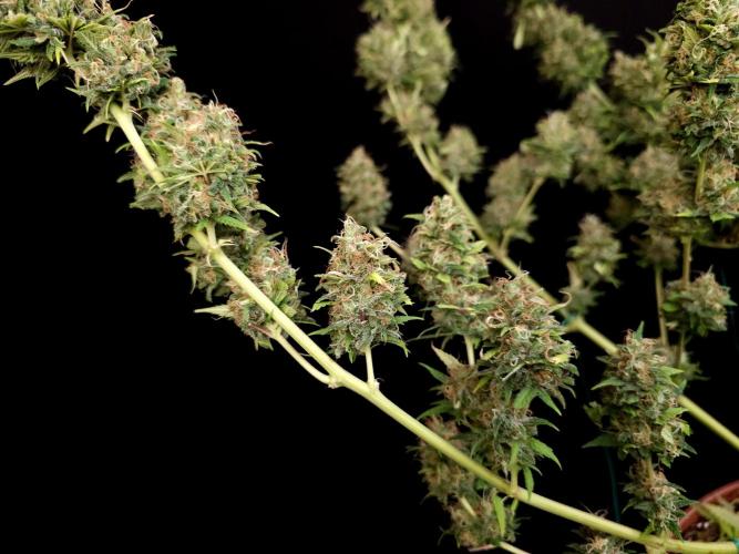 Power plant. Week 16