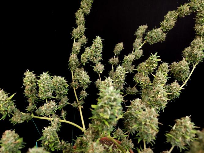 Power plant. Week 16