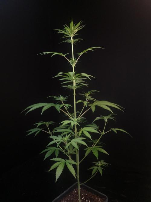 Power plant 2. Week 1