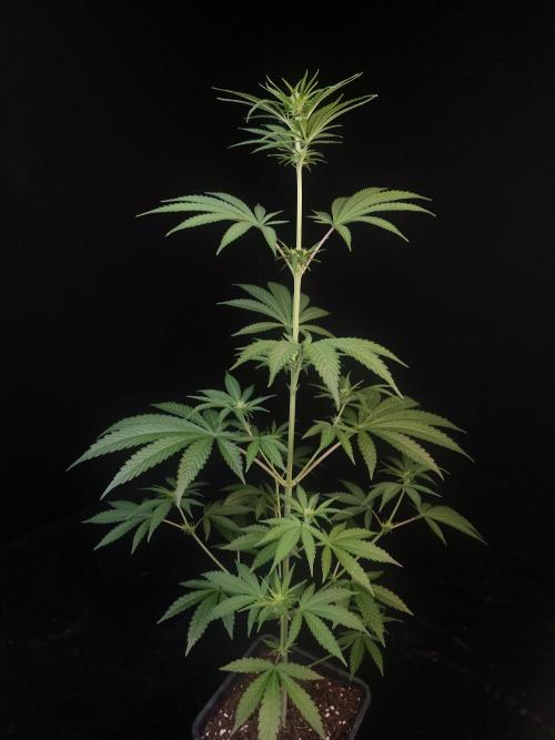 Power plant 2. Week 1
