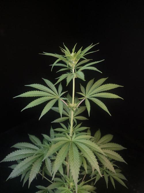 Power plant 2. Week 1